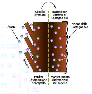 Come l'estratto di Castagna bio rinforza il capello