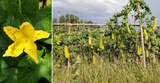 Fiore e filari della pianta spugna Luffa