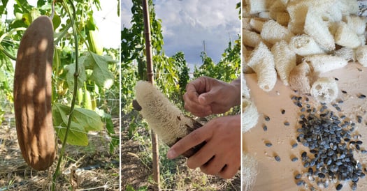Sbucciatura della zucca spugna di Luffa