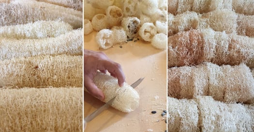 Come si ottiene la spugna in Luffa
