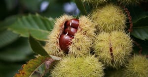 Castagna bio come rinforzante per la cura dei capelli