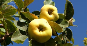 Mela Cotogna biologica italiana ingrediente a km 0