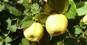 La_Mela_Cotogna