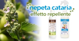 L'effetto insetto-repellente della Nepeta Cataria