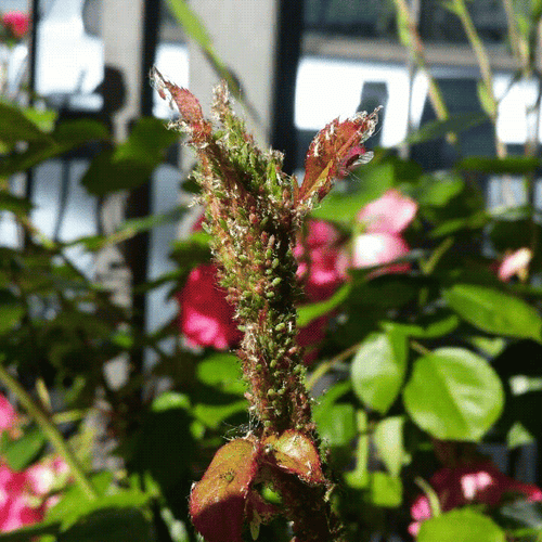 insetticida naturale